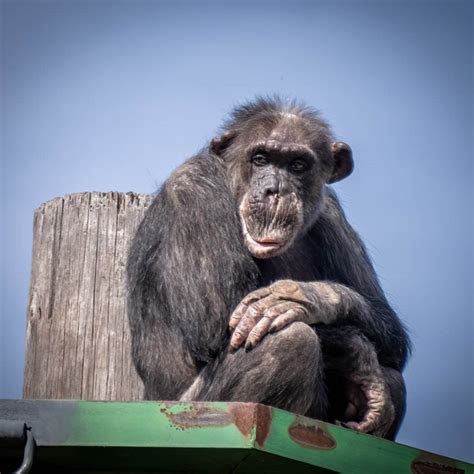 Okc Zoo Mourns Loss Of Elderly Chimpanzee Oklahoma City