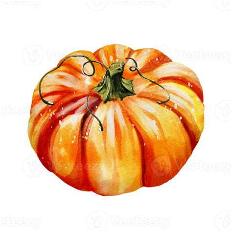 Autumn Pumpkins Watercolor 32499039 PNG