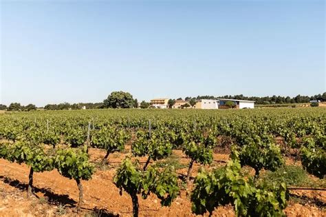 Ruta del Vino de Utiel Requena Guía de Turismo de la Comunidad