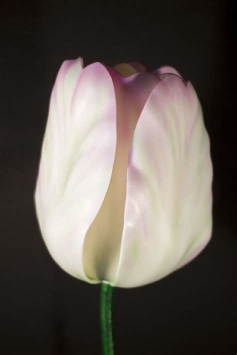 Тюльпан из изолона | Тюльпаны, Цветы