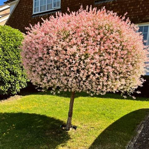 Flamingo Tree Salix Integra Hakuro Nishiki Patio Trees Potted