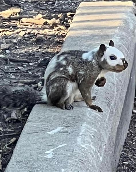 This piebald squirrel seen in the park today : r/mildlyinteresting