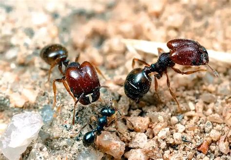 La Importancia De Las Hormigas En Los Bosques Secos Tropicales Colombia Head Topics