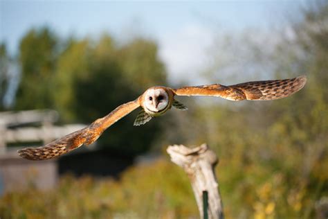 Barn Owl Audubon Field Guide