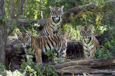 Man Badly Injured After Jumping Fence at Bronx Zoo Tiger Exhibit | Dark ...