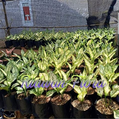 Jual Tanaman Hias Aglonema Snow White Aglaonema Snow White Shopee