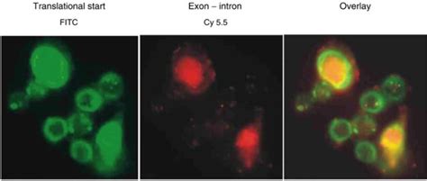 Subcellular Localisation Of Fluorescence Labelled Antisense