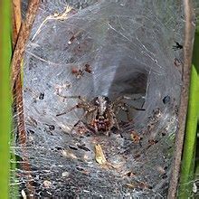 Funnel-web spider - Wikipedia