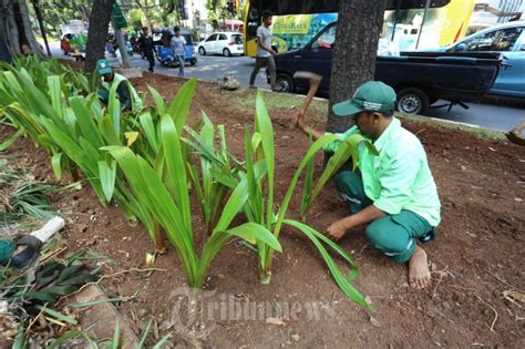 Penghijauan Di Jalur Pedestrian Ibukota Foto 1 1803358 TribunNews