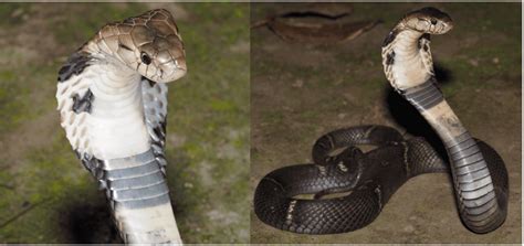 Common Types Of Snakes Found In China Bird Watching Hq