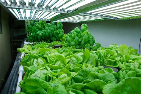 11 Tips For Growing Lettuce Indoors In Containers Gardenoid