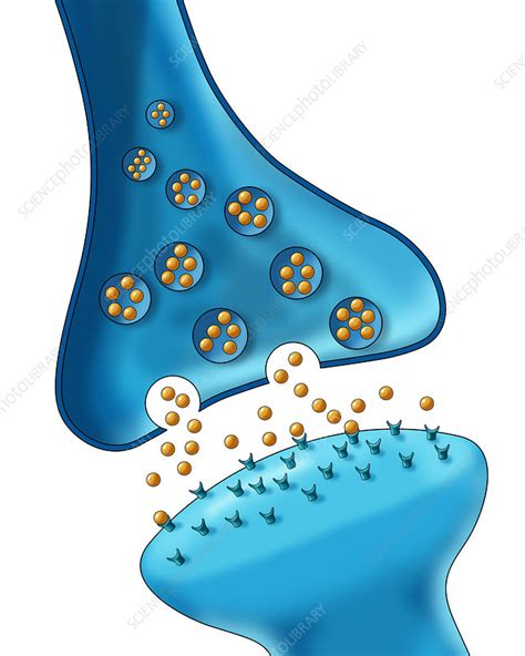 Neuron Synapse Anatomy, Illustration - Stock Image - C027/7555 ...