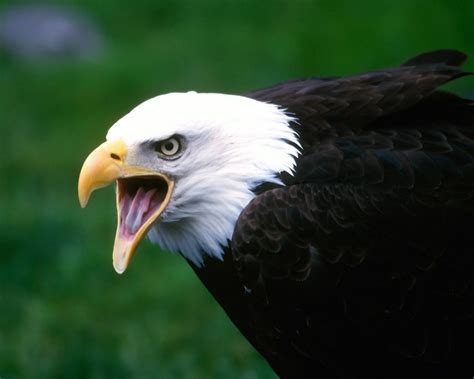 Angry Pictures: Worlds Most Amazing Animals Wallpapers