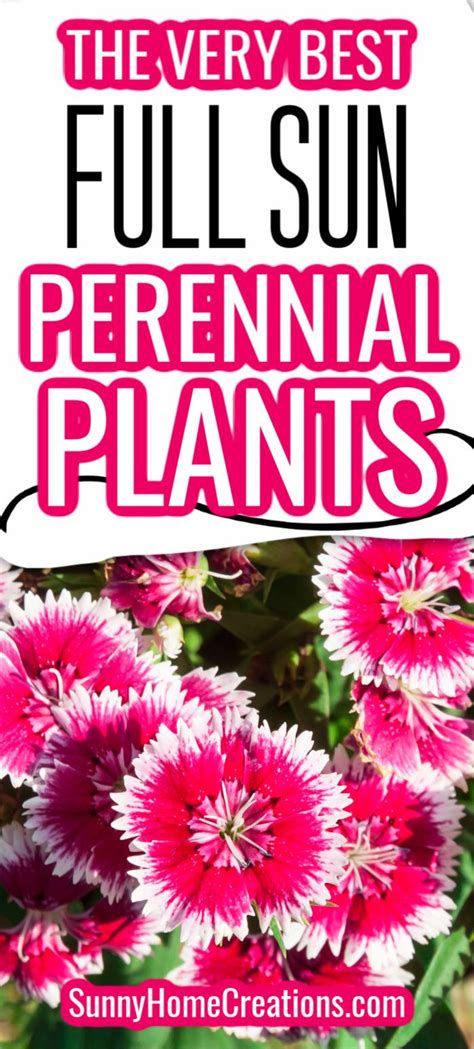 Full sun perennials – Artofit