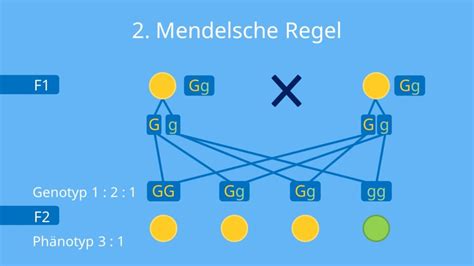 Mendelsche Regel Spaltungsregel Einfach Erkl Rt Mit Video