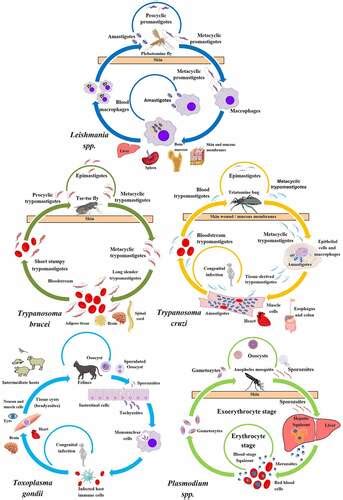 Full Article Autophagy In Protists And Their Hosts When How And Why