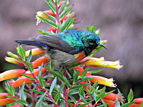 Birding Tours In Nyungwe Forest National Park Save Upto 20