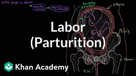 Labor Parturition Reproductive System Physiology Nclex Rn Khan