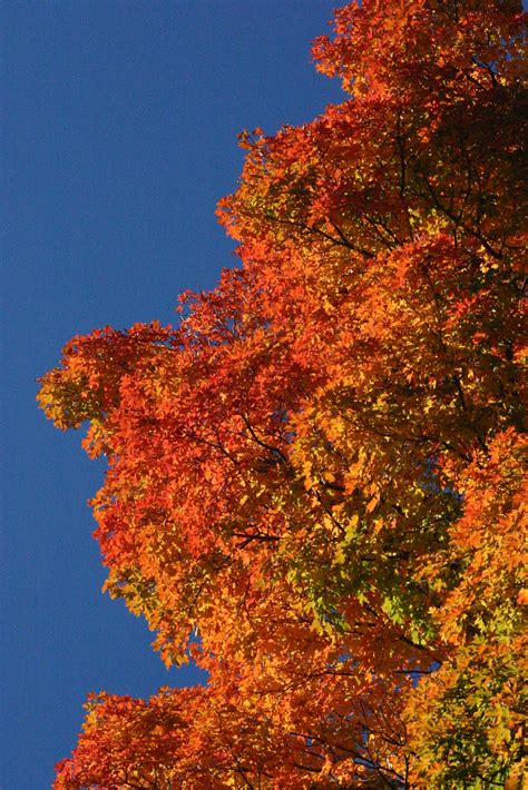 Tree In Front Yard Can T Wait To Rake These Guys When They Flickr