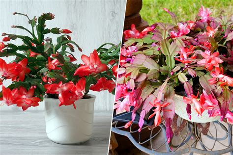 Zygocactus Vs Christmas Cactus What Are The Differences