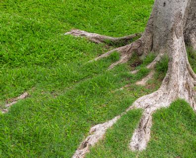 Landscaping Around Trees With Exposed Roots Janella Ivory