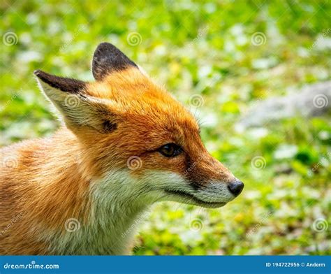 Retrato De Uma Raposa Vermelha Vulpes Num Fundo Verde Foto De Stock