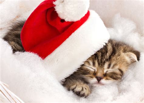 Christmas Kitten Wallpaper (68+ images)