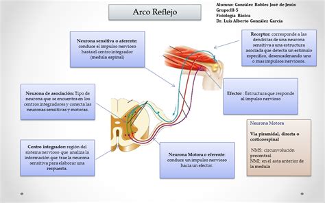 Fisiología Básica Tractos Descendentes Arco Reflejo y Neurona Motora