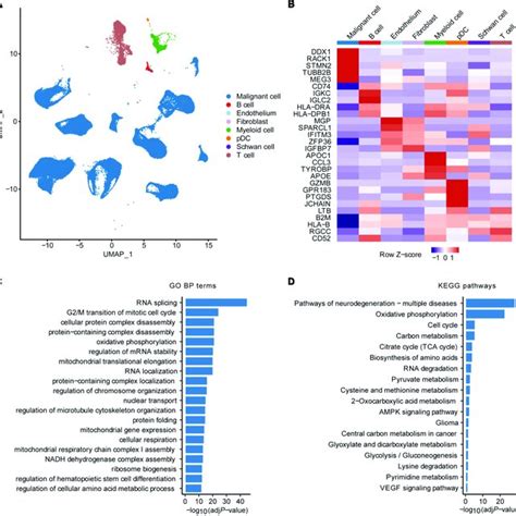 Identification Of Malignant Cell Marker Genes By ScRNA Seq Analysis