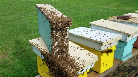 How To Create A Swarm In Your Honey Bee Yard Youtube