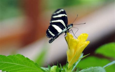 Yellow Black Lines Butterfly On Yellow Flower In Green Blur Background