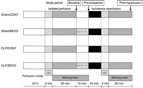Schematic drawing of experimental procedure. Abbreviations: Sham, Sham ...