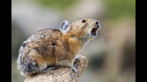 Pika conservation project goes statewide, needs volunteers | 9news.com