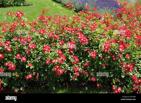 Ground cover roses Stock Photo - Alamy