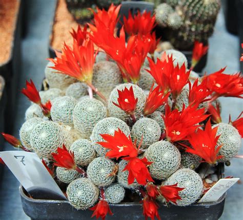 Rebutia