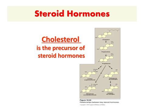 Ppt Steroid Hormones Powerpoint Presentation Free Download Id6410063