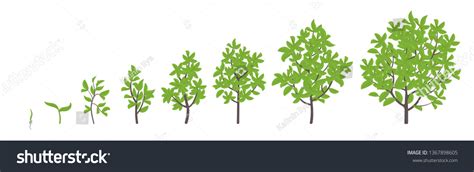 Tree Growth Stages Vector Illustration Ripening Stock Vector (Royalty ...