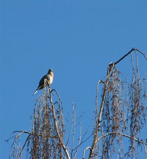 Populus species – eFlora of India