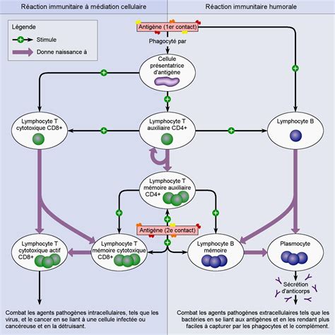 Fonctionnement du système immunitaire Immunologie de la vaccination