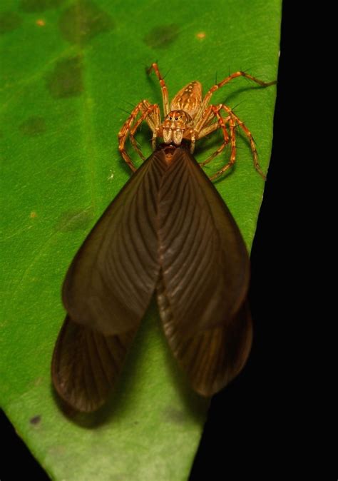 Паук целуется с крылатым термитом. | Пикабу