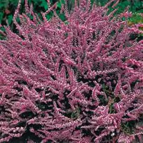 Calluna Vulgaris - Etsy