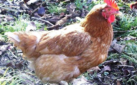 roman travers keeping chooks   poultry matter
