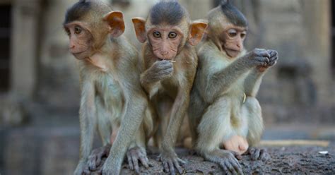 monkeys built  mimic autism  behaviors   humans   york times