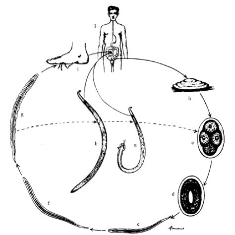 1 Ciclo De Vida De Necator Americanus A Y B Macho Y Hembra Del Download Scientific Diagram