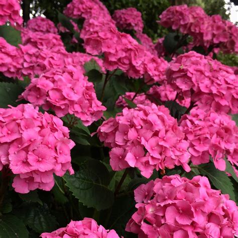 Hydrangea Macrophylla Forever Pink Hydrangea Forever Pink In