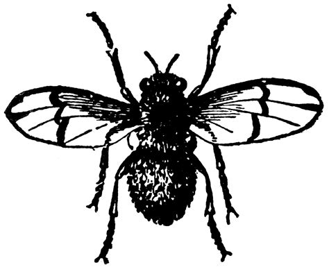 Male Horse Fly Estrus Gasterophilus Equi Clipart Etc