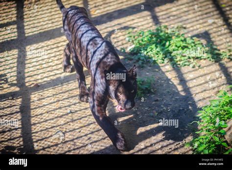 Black Panther Panthera Pardus Stockfotos & Black Panther Panthera ...