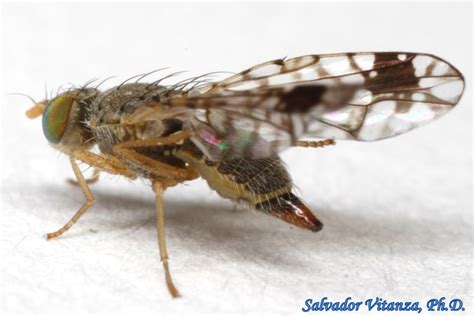 Diptera Tephritidae Euarestoides Acutangulus Fruit Flies FEMALE E