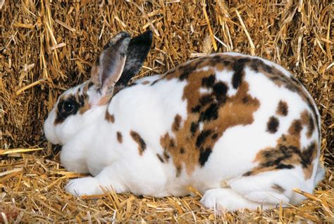 About The Rabbits New Zealand White Rabbits