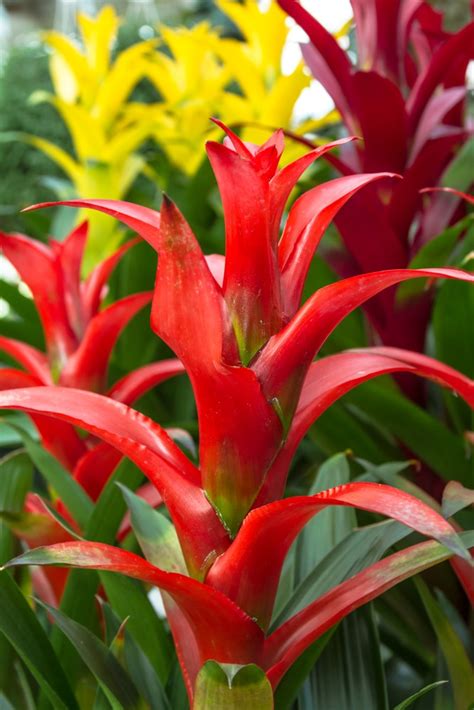 How To Take Care Of Bromeliad Back Gardener